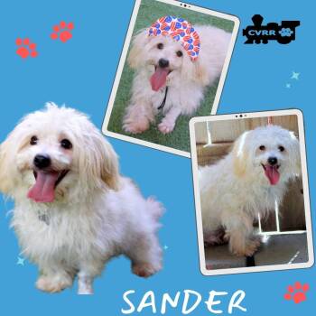Sander (Ritzy) -  Havanese Dog for Adoption in Lindsay, California - Sander (Ritzy) | PetCurious