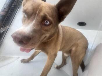 SHERLOCK -  Labrador Retriever and Husky Dog Available for Adoption in Houston, Texas - SHERLOCK | PetCurious