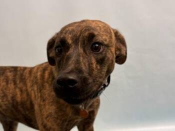 Ruby -  Mountain Cur and Mixed Breed Dog for Adoption in Woodbury, Minnesota - Ruby | PetCurious
