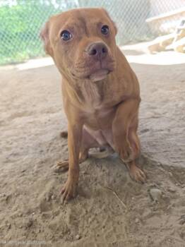 Pit Bull Terrier Dogs Available for Adoption in Mccrory, Arkansas - Mocha | PetCurious