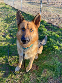 Rescue German Shepherd Dog Dogs for Adoption in Dacula, Georgia - Bear | PetCurious
