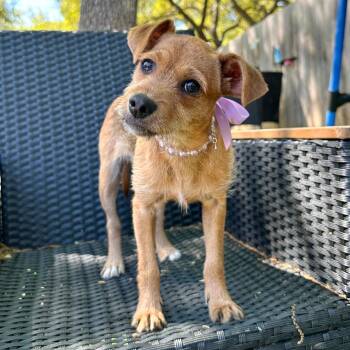 Chihuahua and Wirehaired Terrier Dogs Available for Adoption - Leela | PetCurious
