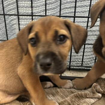 Boxer Dogs Available for Adoption in Tupelo, Mississippi - Diesel - 042001U | PetCurious