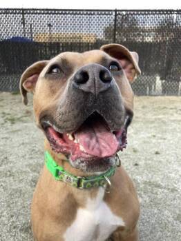 Rescue Pit Bull Terrier Dogs for Adoption in Philadelphia, Pennsylvania - Thor | PetCurious