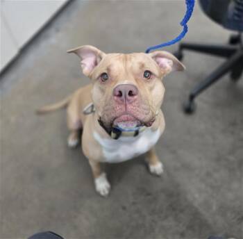 Mixed Breed Dogs Available for Adoption - BLUE DIAMOND | PetCurious