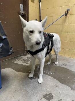 Siberian Husky Dogs Available for Adoption in Stockton, California - SPAZ | PetCurious