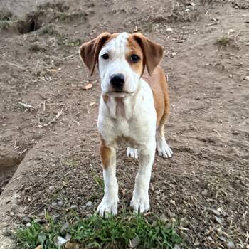 Cheeto -  Terrier Dog for Adoption in San Diego, California - Cheeto | PetCurious