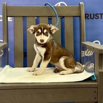TATER TOT -  Cattle Dog Dog for Adoption in Waterford, New Jersey - TATER TOT | PetCurious