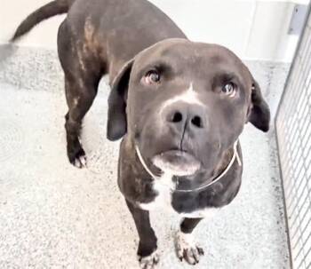 DEOGIE -  Pit Bull Terrier and Mixed Breed Dog for Adoption in Houston, Texas - DEOGIE | PetCurious