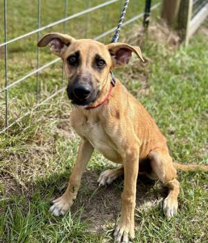 Rescue Black Mouth Cur and Shepherd Dogs for Adoption in Syracuse, New York - Victor | PetCurious