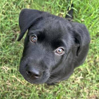 Black Labrador Retriever Dogs Available for Adoption in Austin, Texas - Ryan WH | PetCurious