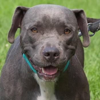 Chartreuse -  Pit Bull Terrier Dog for Adoption in South Elgin, Illinois - Chartreuse | PetCurious
