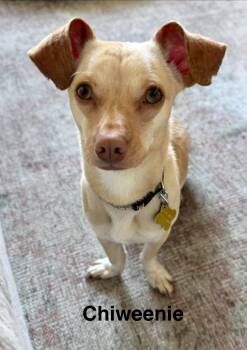 Chihuahua and Dachshund Dogs Available for Adoption in Salt Lake City, Utah - Chiweenie | PetCurious