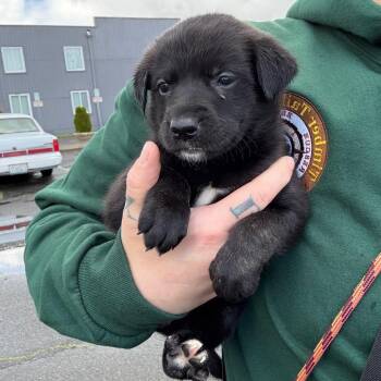 Border Collie and Chocolate Labrador Retriever Dogs Available for Adoption in Oakville, Washington - Bailey | PetCurious