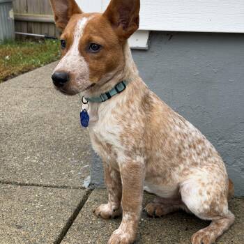 Joel -  Australian Cattle Dog Blue Heeler Dog for Adoption in Stewart Manor, New York - Joel | PetCurious