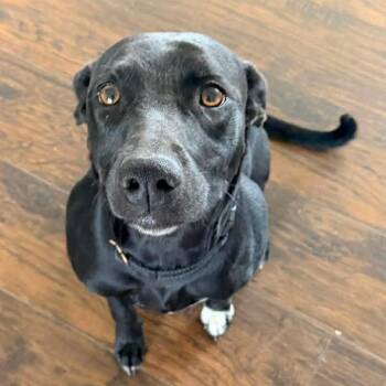 Labrador Retriever Dogs Available for Adoption in Hackett, Arkansas - Shadow | PetCurious
