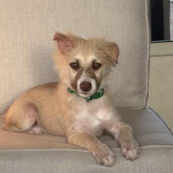 Lilly -  Mixed Breed Dog for Adoption in Ogontz Campus, Pennsylvania - Lilly | PetCurious