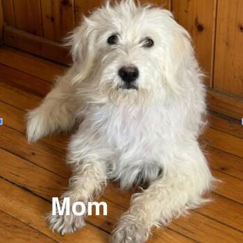 Terrier Dogs Available for Adoption in Parker, Colorado - 436 (2026) | PetCurious