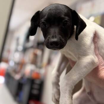 Mixed Breed Dogs Available for Adoption in Houston, Texas - Brew | PetCurious