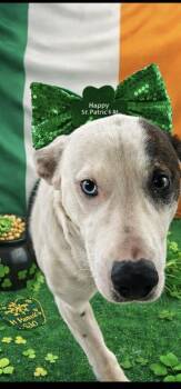 Mixed Breed Dogs Available for Adoption - Bo | PetCurious