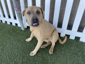 Pit Bull Terrier and Mixed Breed Dogs Available for Adoption - A606913 | PetCurious
