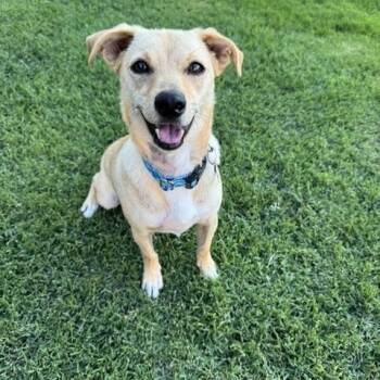Doug -  Chihuahua and Dachshund Dog for Adoption in Snyder, Texas - Doug | PetCurious