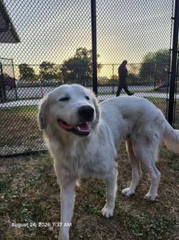 FIGMENT -  Great Pyrenees Dog for Adoption in San Antonio, Texas - FIGMENT | PetCurious