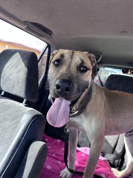 Rescue Mastiff and Great Dane Dogs for Adoption in Tustin, California - Barney Needs Forever Home - Urgent Foster Needed Immediately | PetCurious