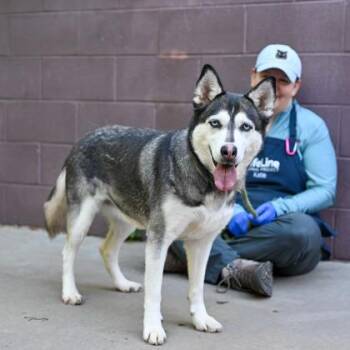 Mixed Breed Dogs Available for Adoption in Chamblee, Georgia - Maxine | PetCurious