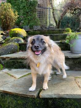 Tibetan Spaniel and Pomeranian Dogs Available for Adoption - Leonidas | PetCurious