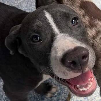 RIVER -  Mixed Breed Dog for Adoption in Fernandina Beach, Florida - RIVER | PetCurious