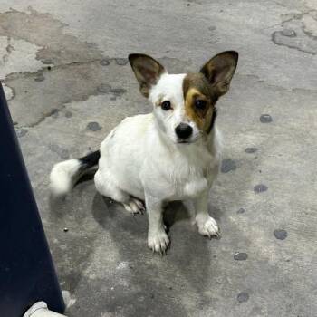 Ranger -  Terrier Dog for Adoption in Harlingen, Texas - Ranger | PetCurious