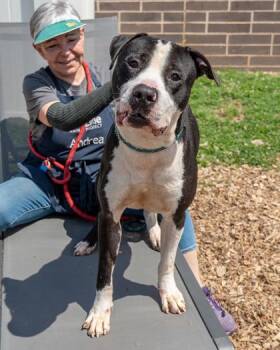 Waldorf -  Mixed Breed Dog for Adoption in Chamblee, Georgia - Waldorf | PetCurious