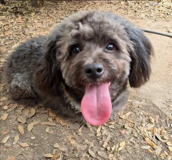Poodle and Lhasa Apso Dogs Available for Adoption in Missouri City, Texas - Daxton WA14431-T LOCAL Adoption Event In Bellevue 5-24 | PetCurious
