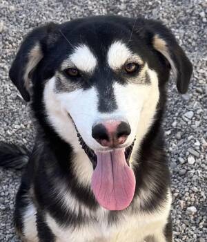 Rescue Alaskan Malamute Dogs for Adoption in Parker, Arizona - Bandit | PetCurious