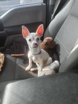 Ryder -  Jack Russell Terrier and Chihuahua Dog for Adoption in Lafayette, California - Ryder | PetCurious