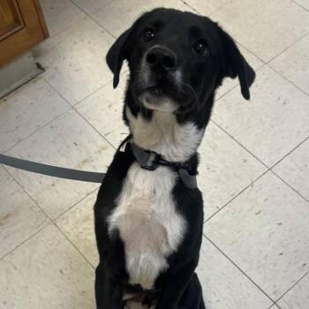 Douglass -  Black Labrador Retriever Dog for Adoption in Jacksonville, Arkansas - Douglass | PetCurious