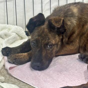 Rescue Mixed Breed Dogs for Adoption in Palm Springs, California - Carter | PetCurious