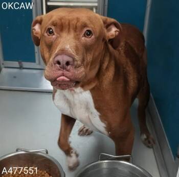 A477551 -  Staffordshire Bull Terrier Dog for Adoption in Oklahoma City, Oklahoma - A477551 | PetCurious