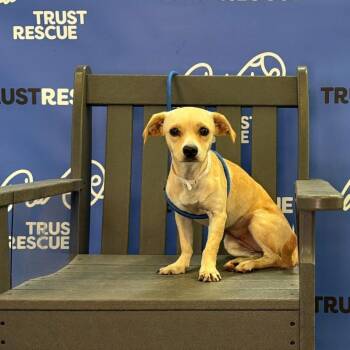 RAINE -  Terrier and Mixed Breed Dog for Adoption in Waterford, New Jersey - RAINE | PetCurious