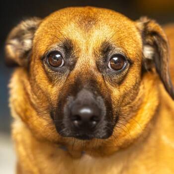 Lucy -  Mixed Breed Dog for Adoption in Decatur, Georgia - Lucy | PetCurious