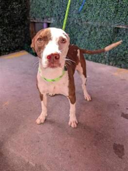 61599929 -  Pit Bull Terrier and Mixed Breed Dog for Adoption in El Paso, Texas - 61599929 | PetCurious