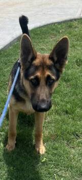 Max -  German Shepherd Dog Dog Available for Adoption in Dacula, Georgia - Max | PetCurious