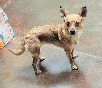 Mia -  Chihuahua Dog for Adoption in Council Bluffs, Iowa - Mia | PetCurious