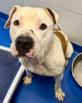 Pork Chop -  American Bulldog Dog for Adoption in Lancaster, South Carolina - Pork Chop | PetCurious