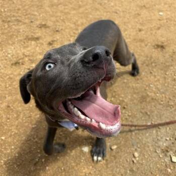 Manchego -  Mixed Breed Dog for Adoption in Bentonville, Arkansas - Manchego | PetCurious