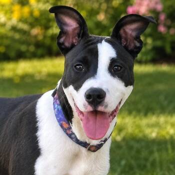 DARBY -  Mixed Breed Dog for Adoption in Cranston, Rhode Island - DARBY | PetCurious
