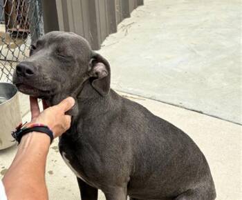 CHUNK -  American Staffordshire Terrier Dog for Adoption in Chester, South Carolina - CHUNK | PetCurious