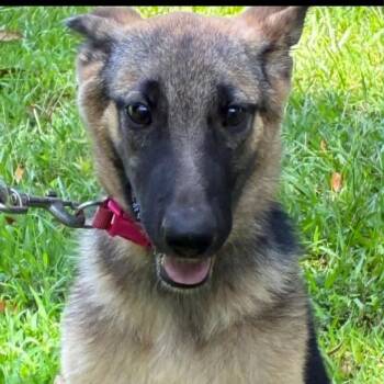Heidi -  German Shepherd Dog and Mixed Breed Dog for Adoption - Heidi | PetCurious
