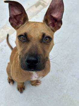Rescue Black Mouth Cur Dogs for Adoption in Pompano Beach, Florida - Aaron | PetCurious